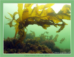 Our cold waters are green ofcourse. These Wakame can be i... by John De Jong 